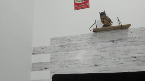 Jaycreedd online show from 5, 10, 2025