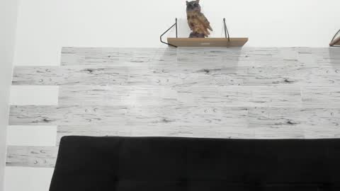 Jaycreedd online show from 29, 10, 2025