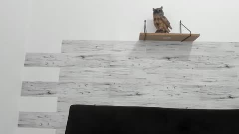 Jaycreedd online show from 28, 11, 2025