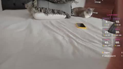 Will online show from 25, 3, 2026