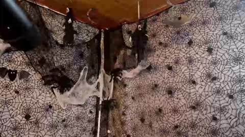 Julietta Jackson online show from 7, 10, 2025