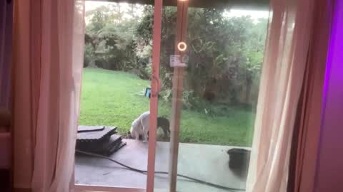 Snapshot of kaileeshy chatting on 7, 1, 2025 Kailee Smile online show from 7, 1, 2025