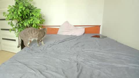 kelly_gerzikaaa online show from 2, 5, 2026