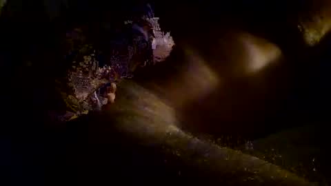 Kitkat loco online show from 3, 11, 2025