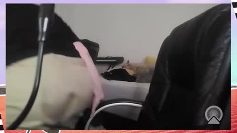 Bella Blue BBW online show from 16, 12, 2025