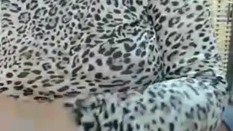 Snapshot of lailasensu chatting on 22, 7, 2026 LAILA online show from 22, 7, 2026