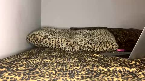 Laycee Layne online show from 18, 9, 2025