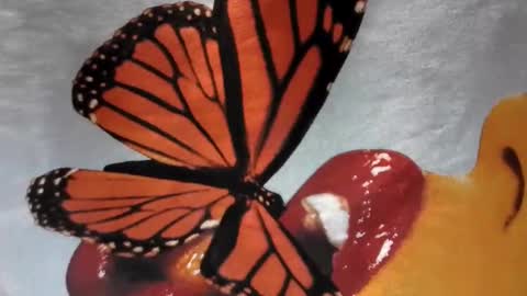 Little Violet online show from 29, 11, 2025