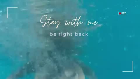 Lily online show from 4, 2, 2026