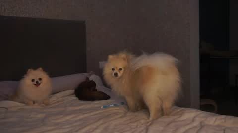 Snapshot of lindaaii chatting on 5, 5, 2026 Linda online show from 5, 5, 2026