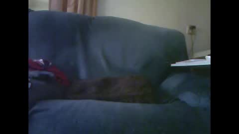 lion160868 online show from 28, 11, 2025