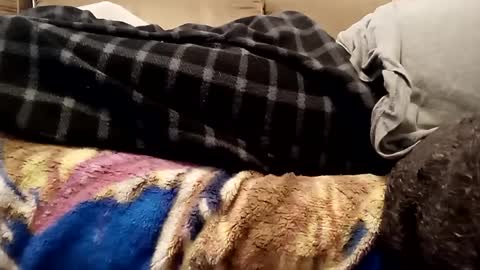 looking4bush online show from 1, 12, 2024