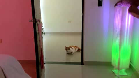 luara__01__lecat_1 online show from 16, 2, 2026