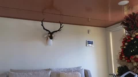 Sebastian online show from 8, 12, 2024