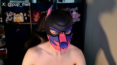 MellPUP online show from 4, 8, 2026