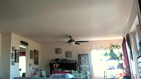 Monkee Dance online show from 28, 1, 2025