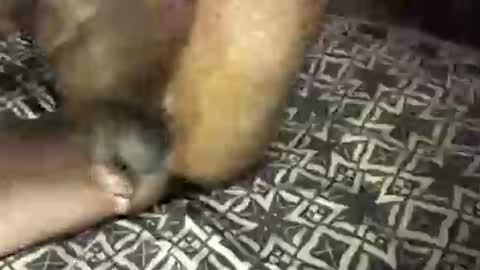 MrBigDiQ1 online show from 6, 2, 2025