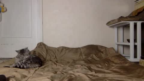 Muse Ali  online show from 4, 12, 2024