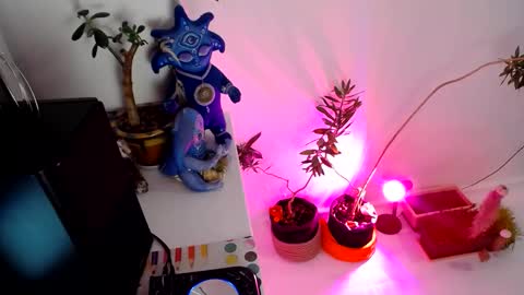 Muse Ali  online show from 31, 12, 2024