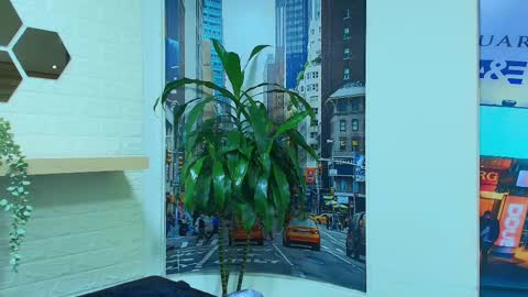 Kitten online show from 7, 3, 2025