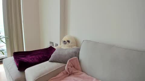 Gigi Chu  online show from 19, 2, 2025