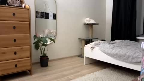 Nova online show from 11, 11, 2025