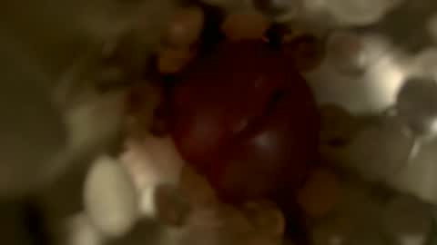 nocturnusfuz online show from 30, 1, 2025