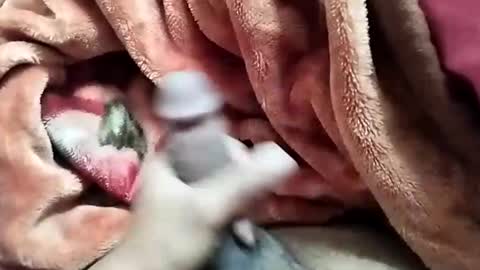 Snapshot of nooby942461 chatting on 28, 12, 2024 sim nib online show from 28, 12, 2024