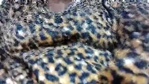 nora_roy246 online show from 8, 1, 2026