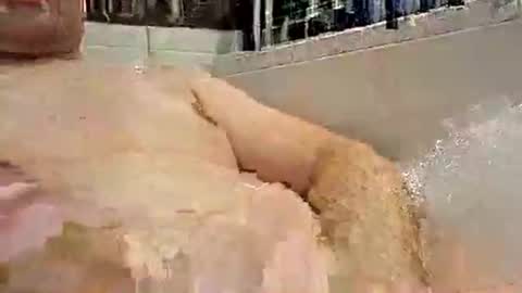 p20ccm online show from 11, 1, 2025