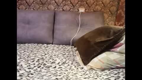 Snapshot of pancamo1000 chatting on 5, 1, 2025 Pancamo online show from 5, 1, 2025