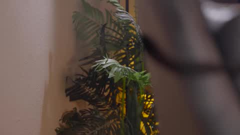 Patricia online show from 1, 12, 2025