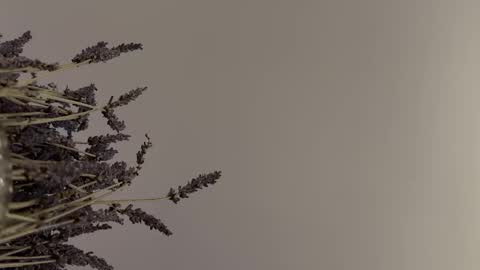 pegasus766152 online show from 2, 2, 2026