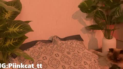 Snapshot of piinkcat chatting on 4, 6, 2026 Emi online show from 4, 6, 2026