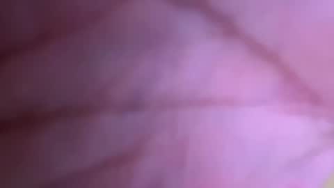 Snapshot of pistolpete9891 chatting on 25, 1, 2025 pistolpete9891 online show from 25, 1, 2025