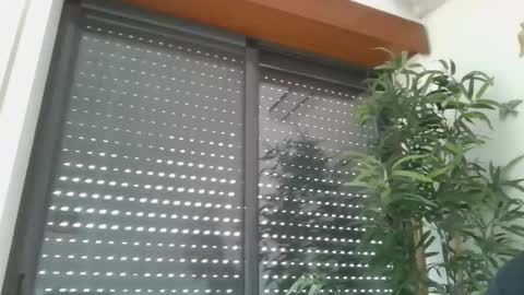 portugalerect online show from 8, 1, 2026