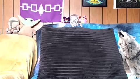 prettysolidd7 online show from 5, 1, 2025