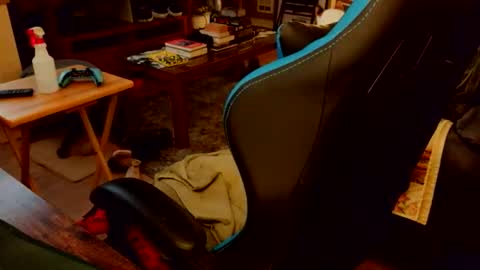 red_sea_bear online show from 19, 4, 2026