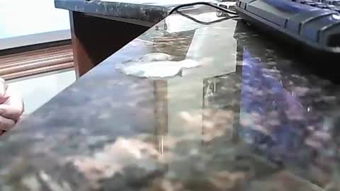 rigellan2021 online show from 1, 10, 2025