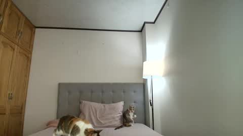 I am Rosa online show from 19, 10, 2025