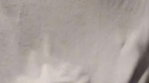 Penoso online show from 14, 1, 2026