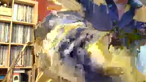 Sam online show from 8, 11, 2025