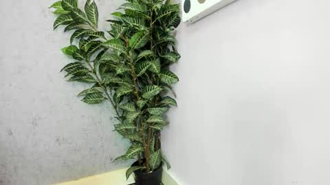 Snapshot of scarlett646 chatting on 26, 2, 2026 Scarlett 3 online show from 26, 2, 2026