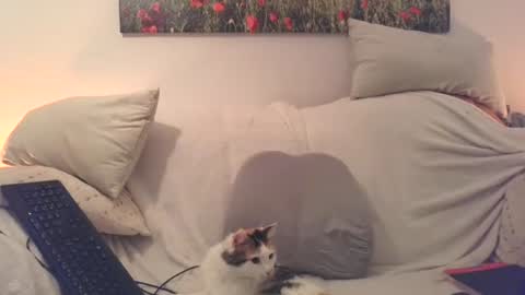 Sexurbation online show from 20, 12, 2025