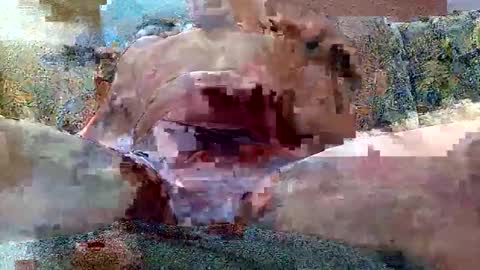 excelo21 online show from 26, 10, 2025