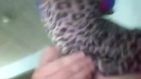 sissycrossdrese online show from 25, 1, 2025