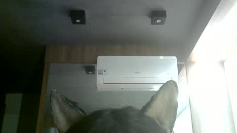 skinnykittencam online show from 28, 6, 2026