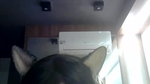 skinnykittencam online show from 3, 7, 2026