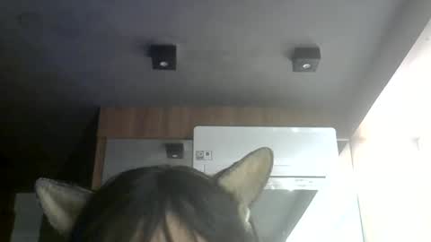 skinnykittencam online show from 7, 7, 2026