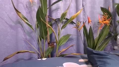 Snapshot of slcouple7 chatting on 16, 12, 2024 Slcouple online show from 16, 12, 2024